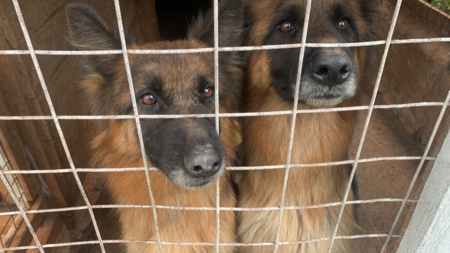 The dogs run the compound, not me