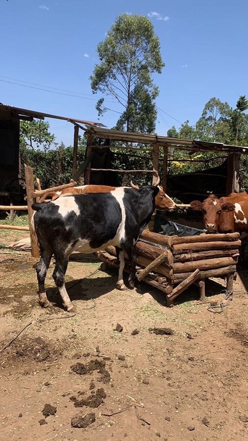 Shamba mornings, before the laptop opens